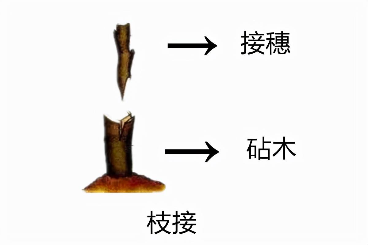 梨树嫁接时间和方法及品种