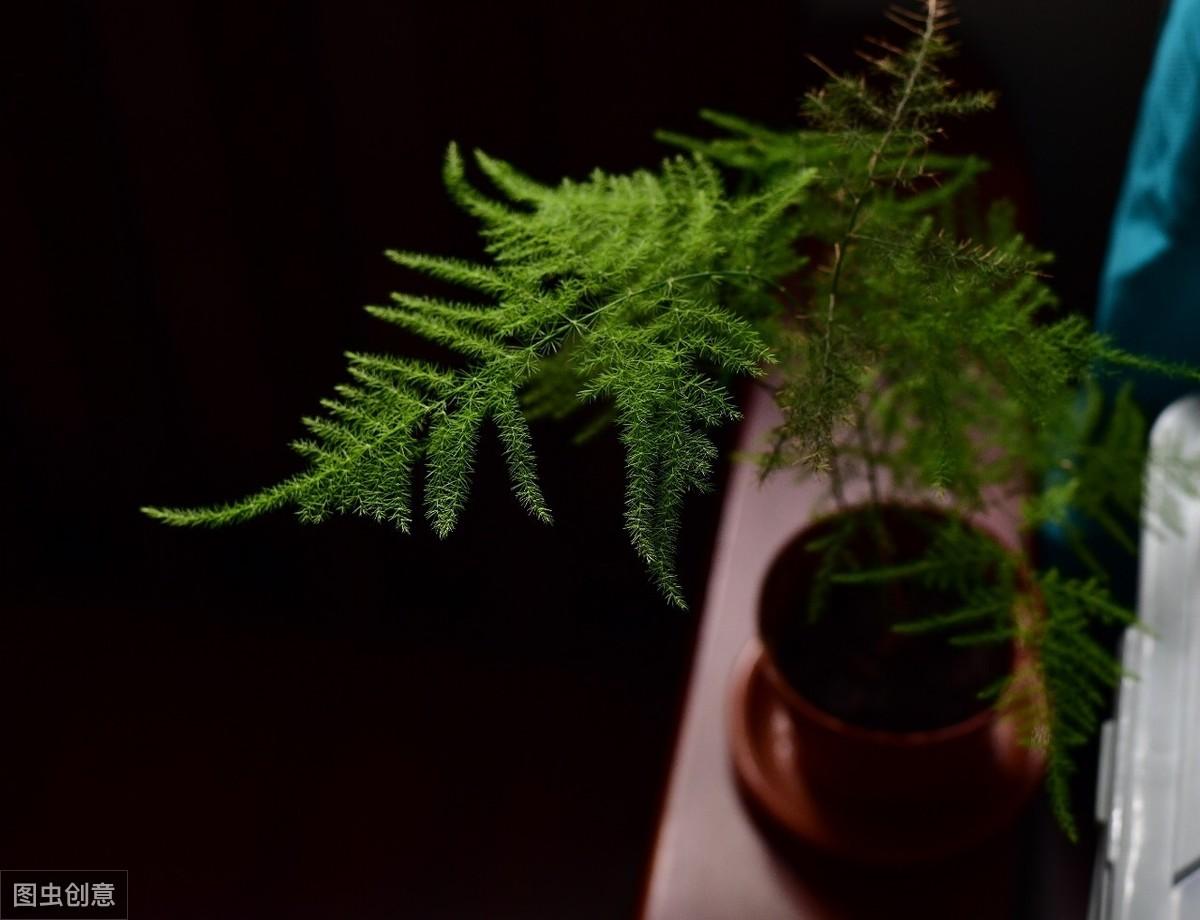 文竹开花的样子是什么