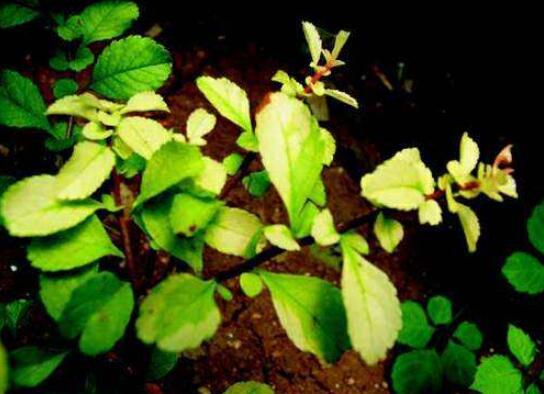 栀子花浇水加白醋还是食用醋
