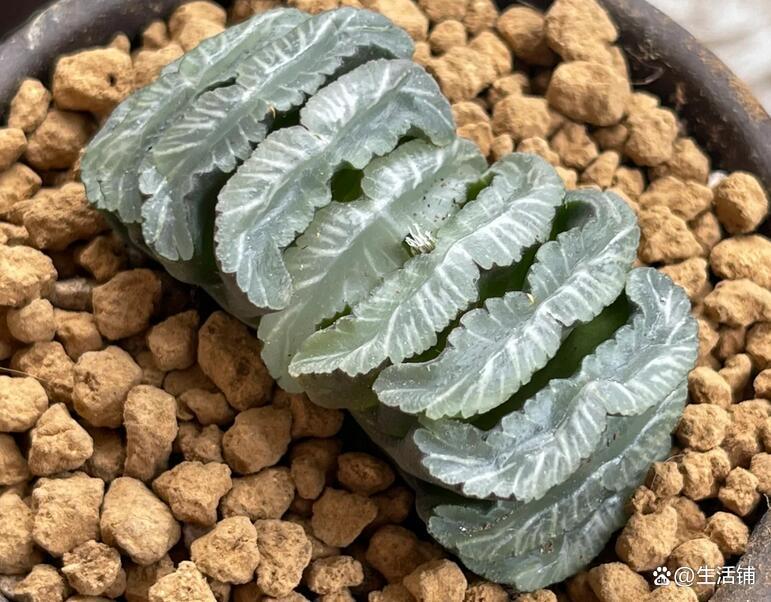 十大名贵多肉植物有哪些