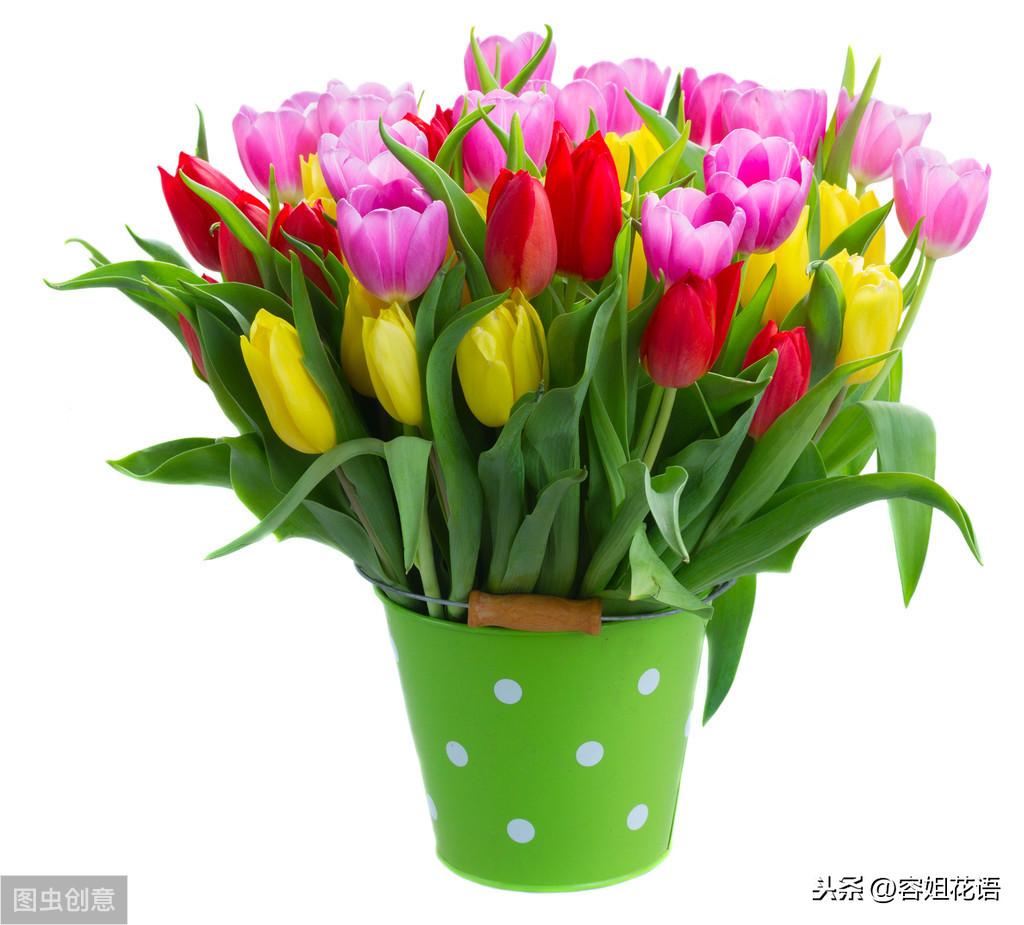 郁金香是多年生还是一年生的植物