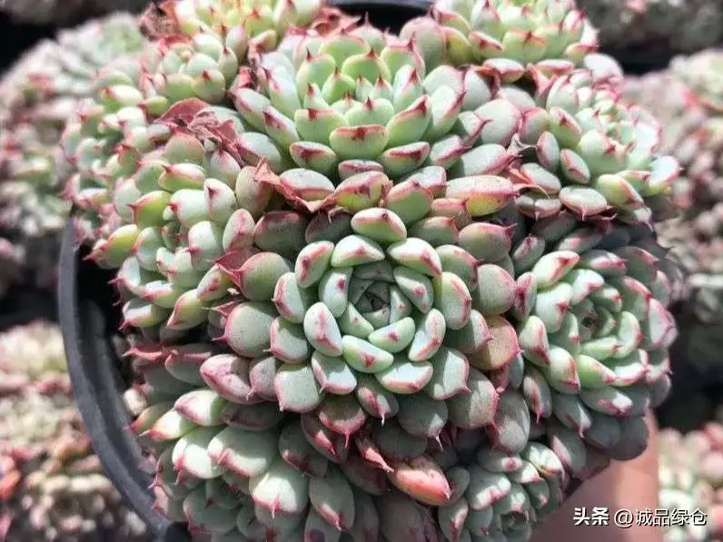 最漂亮的多肉排名榜