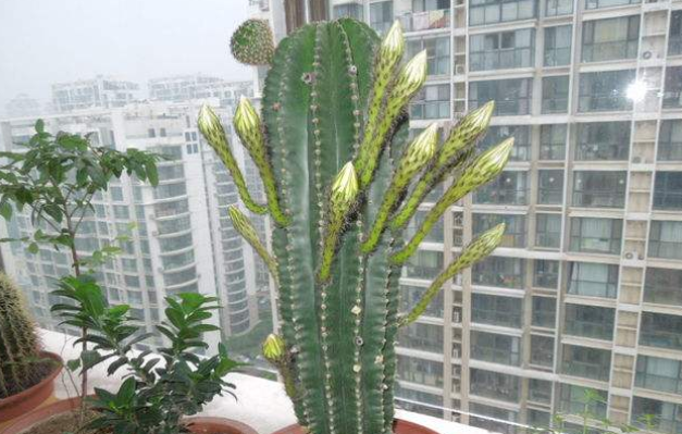 仙人柱的寓意和风水