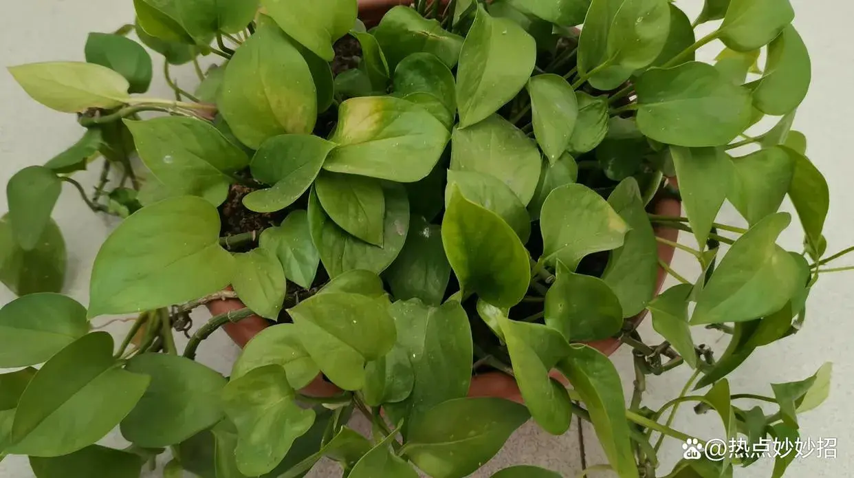 绿萝能不能晒太阳养