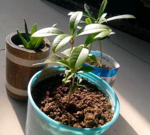 桂花种植培育方法有哪些