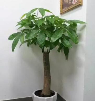 发财树叶子发黄干枯如何补救方法