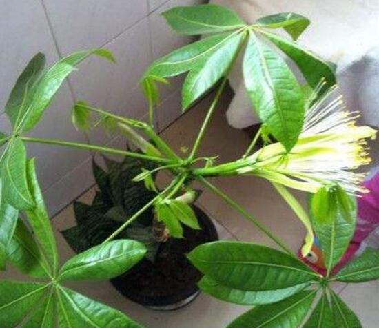 发财树开花是什么预兆风水