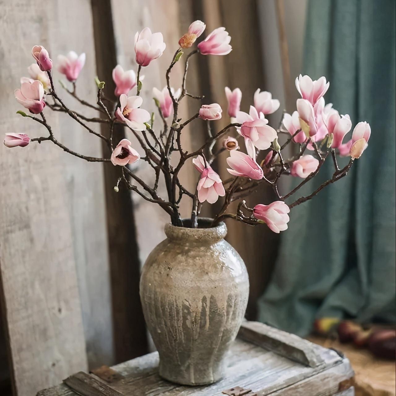 望春玉兰花语是什么