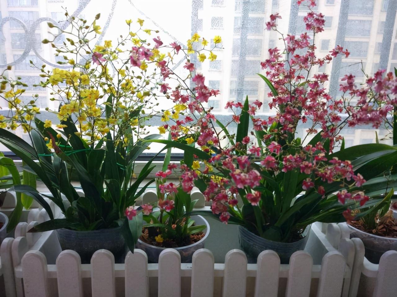 冬天玫瑰花可以放在卧室吗