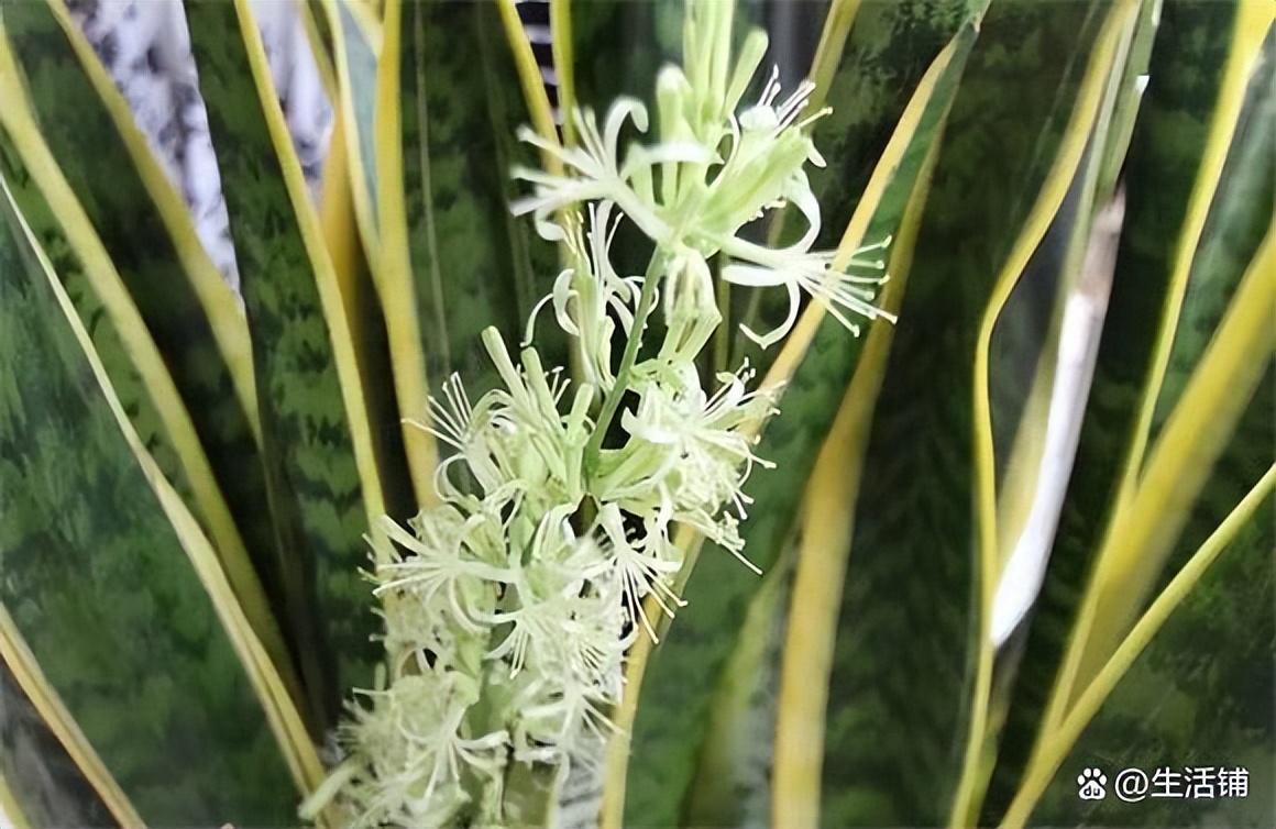 虎皮兰开花的寓意和象征风水