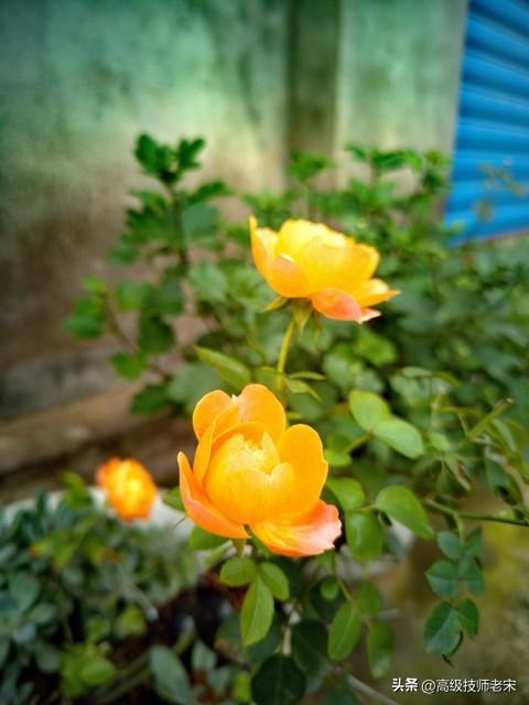 月季花一年开几次花