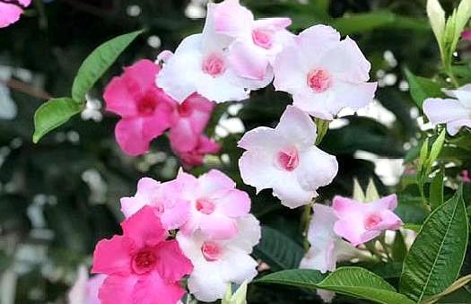 飘香藤的养殖方法和注意事项