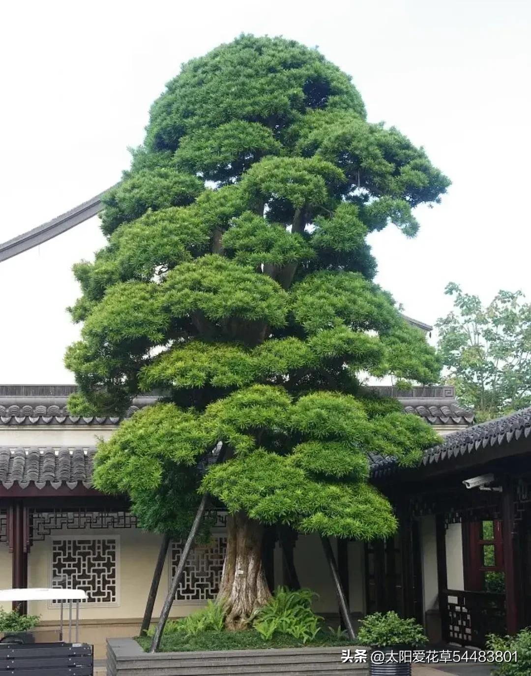 石榴树寓意什么风水