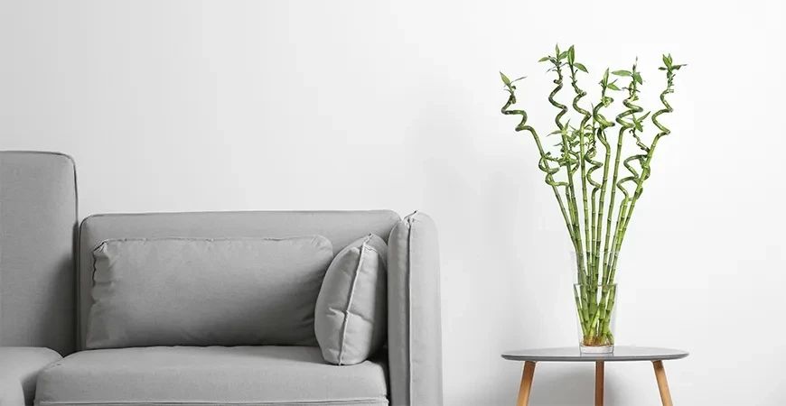 富贵竹剪下的杆能用水养活吗