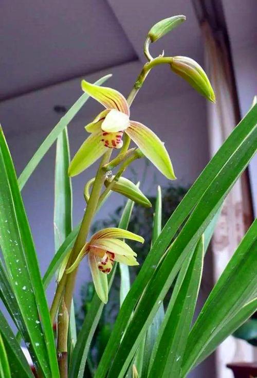 兰花用什么植料栽培最好养