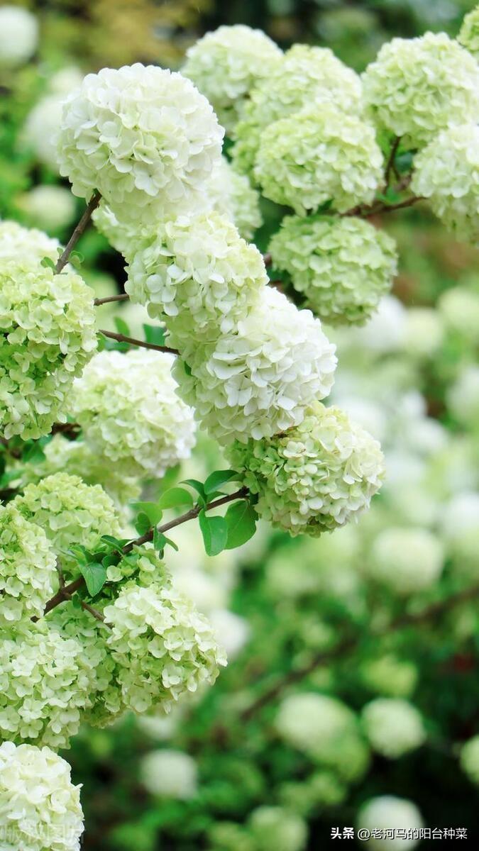 中华木绣球的养殖方法和注意事项