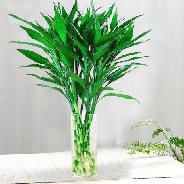 寓意好的花有哪些品种