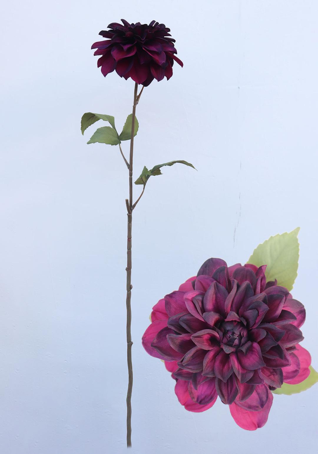 大丽菊的花语与寓意是什么