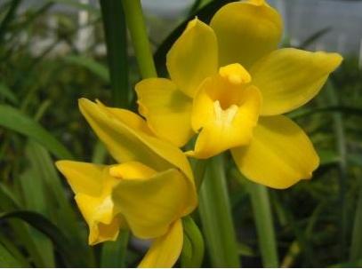 兰花移栽后多久成活