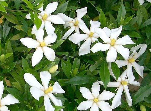 小叶栀子花耐寒多少度开花