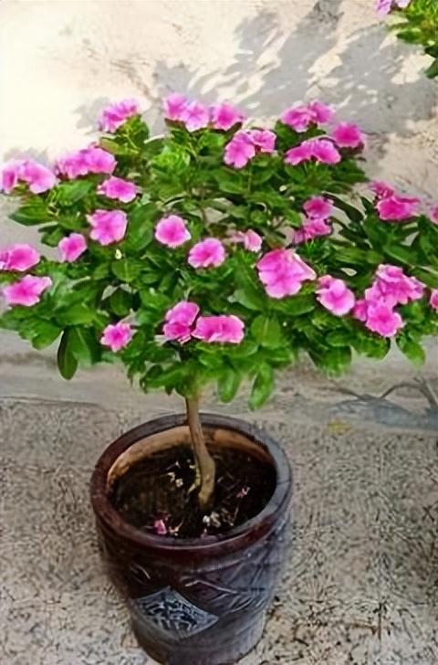 长春花花期有多长