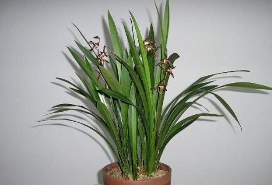 墨兰花怎么养才能开花快