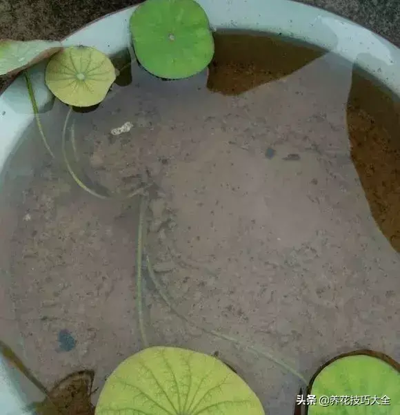 种植碗莲的方法和技巧