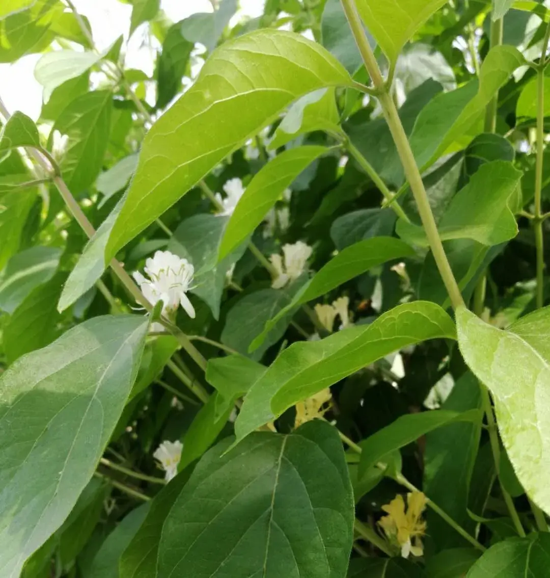 金银木是什么植物类型