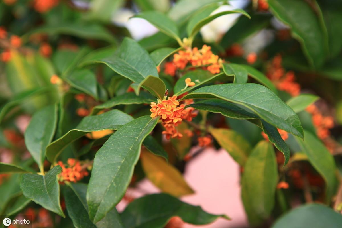 四季桂花盆栽的养殖方法