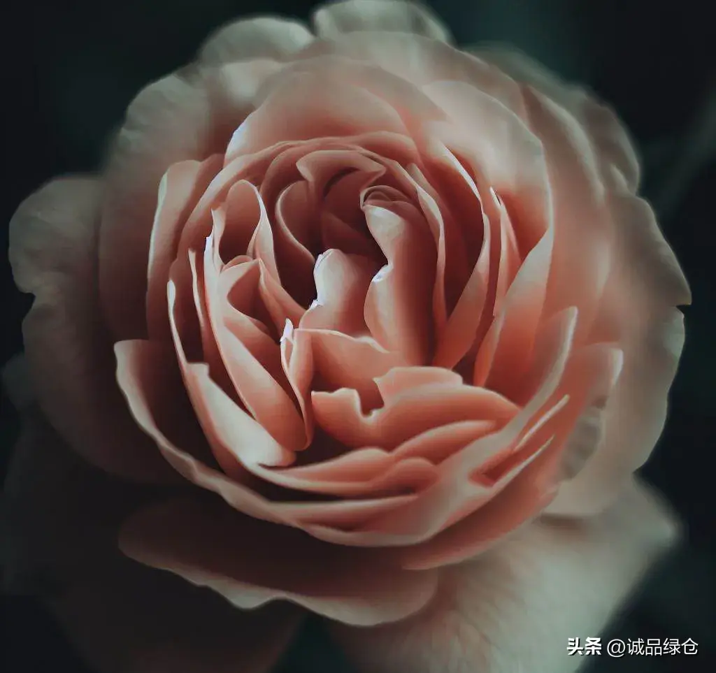 弗洛伊德玫瑰花语是什么意思