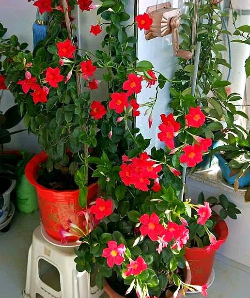 飘香藤的养殖方法和注意事项