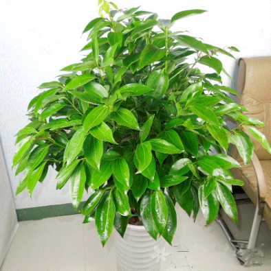 盆栽平安树的养殖技巧