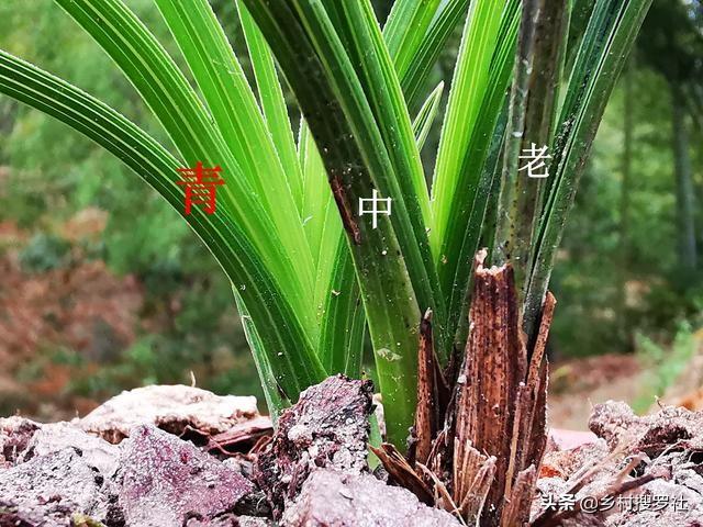 野生兰花怎么在家养才能开花多