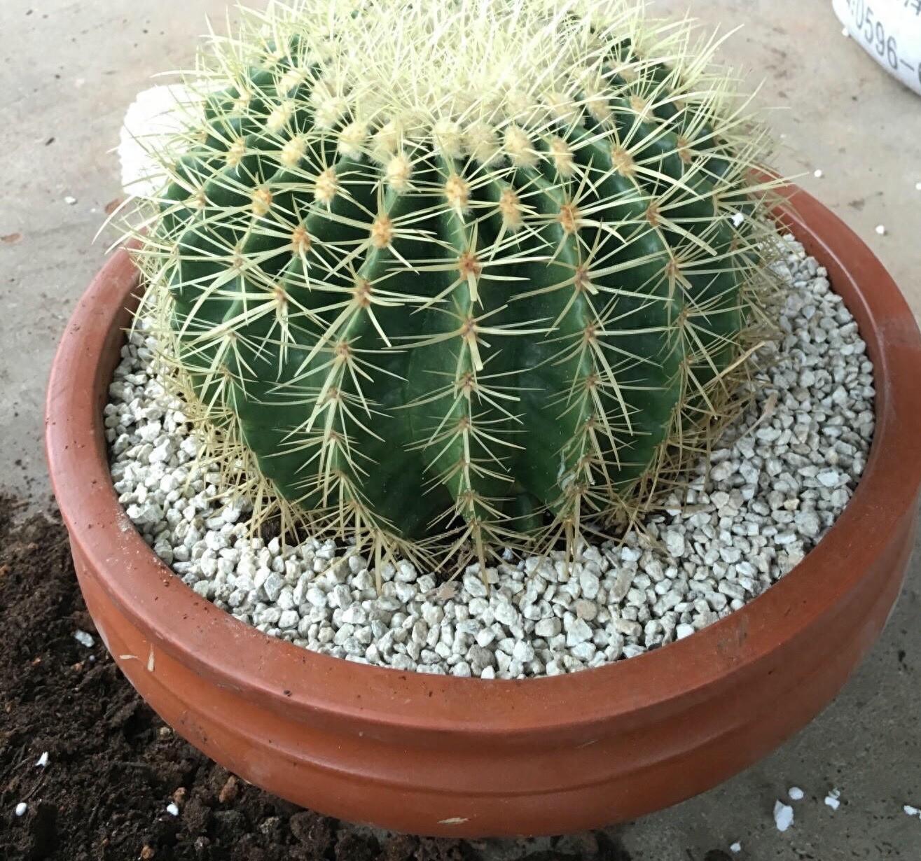 金虎仙人球开花吗