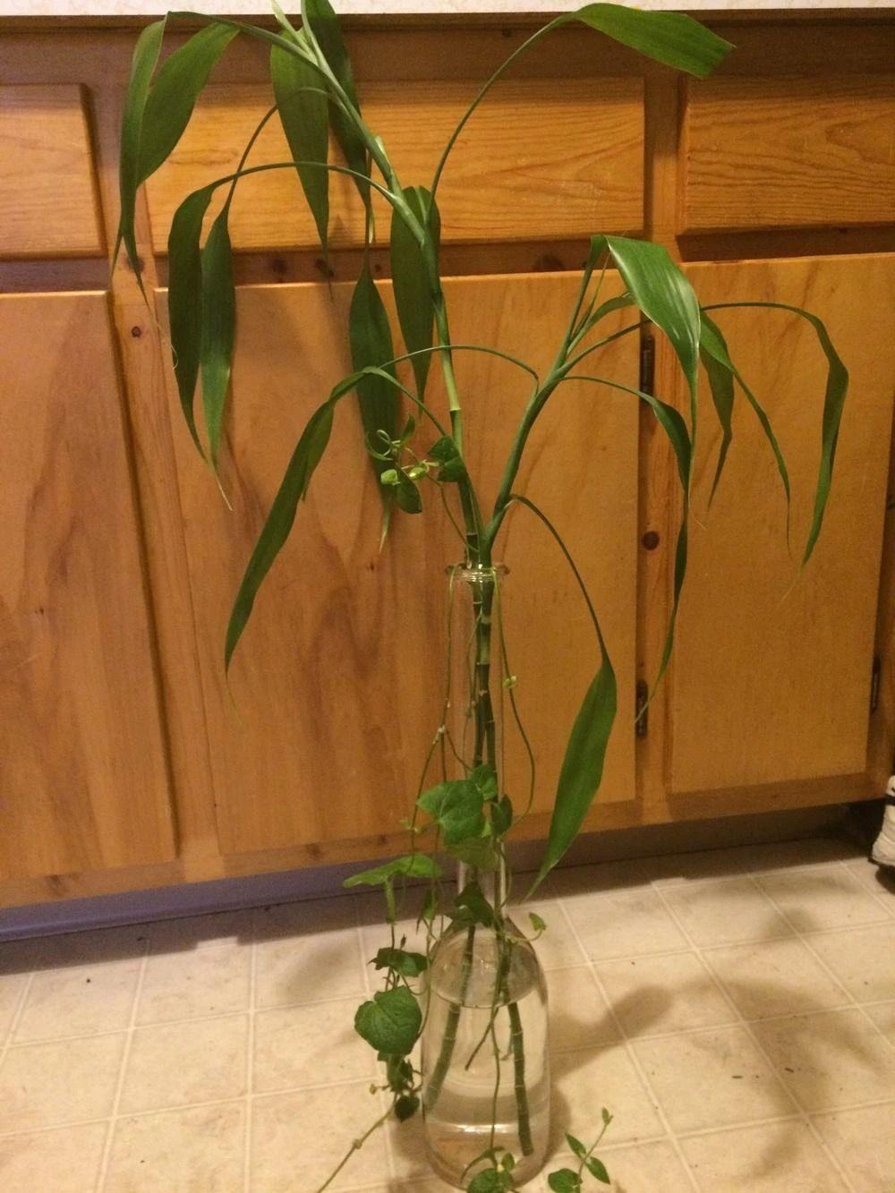 富贵竹剪下的杆能用水养活吗