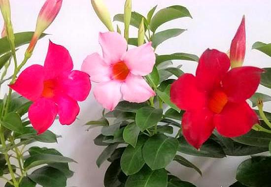 飘香藤的养殖方法和注意事项