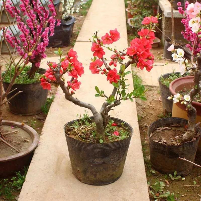 长寿冠海棠为什么四季开花