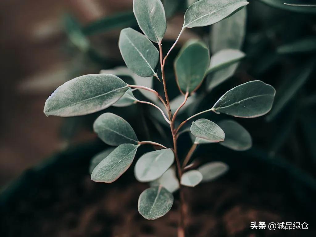尤加利叶怎么水养生根