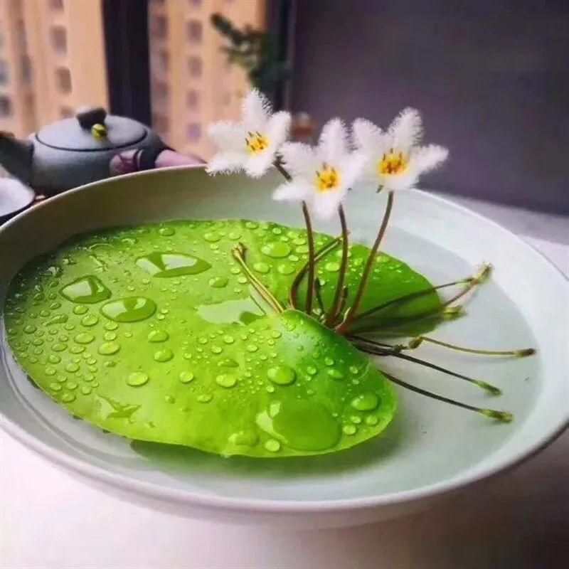 一叶莲风水禁忌是什么