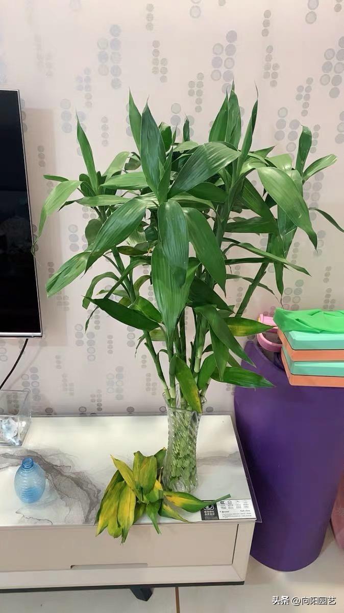 冬天水培富贵竹能晒太阳吗