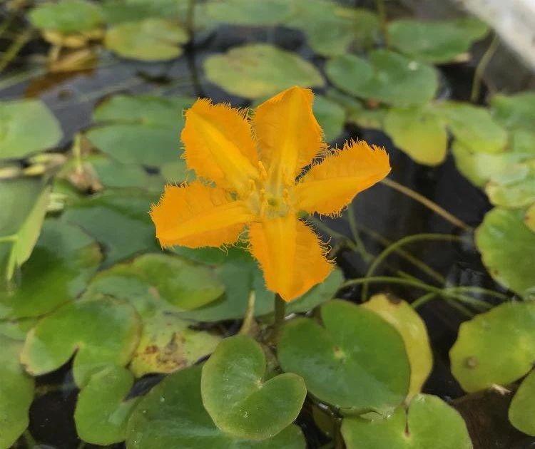 家里适合养什么水生植物好