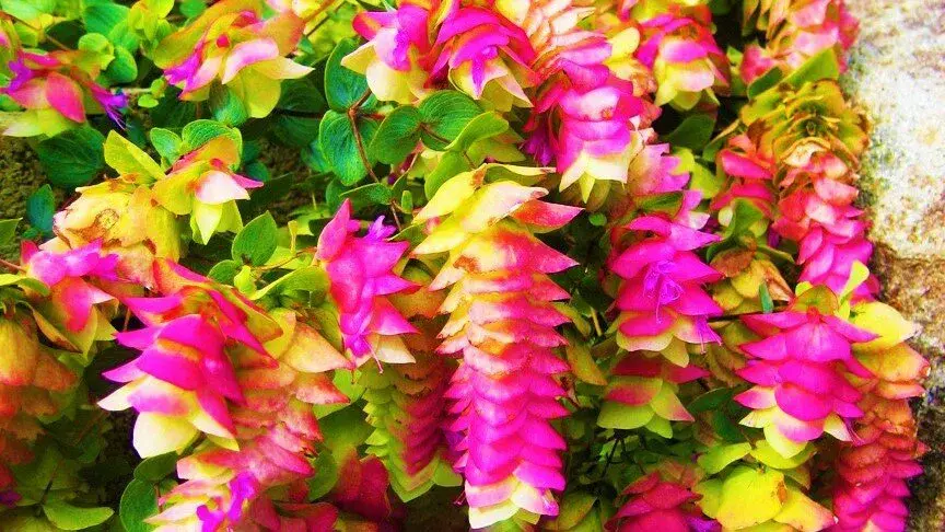 幸福草是什么植物类型