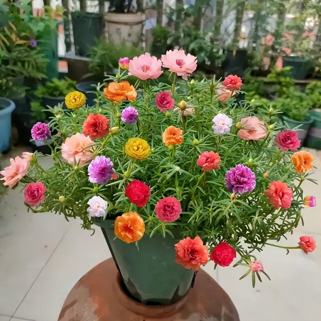 在室内太阳花好养吗