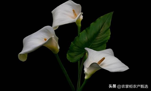 卫生间放什么植物旺风水最好