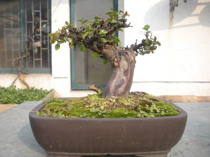 雀梅盆景的养护