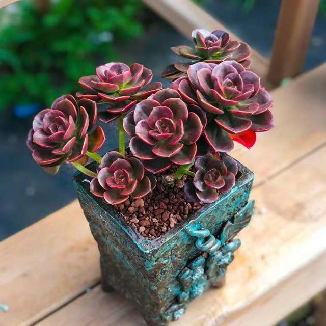 多肉植物浇水量是多少合适