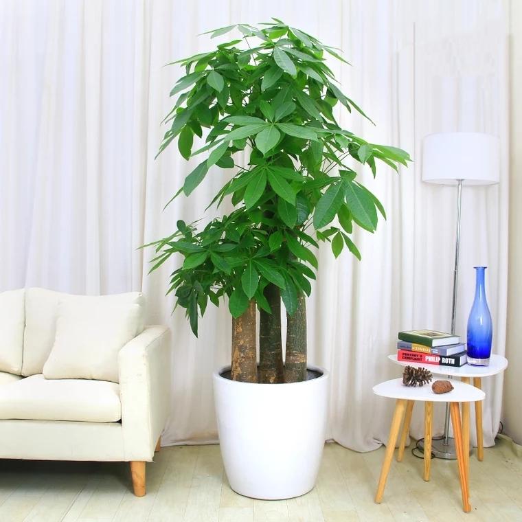 幸福树开花有什么预兆和寓意