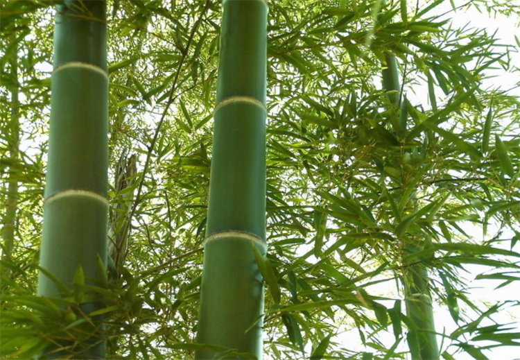 竹子属于什么科类植物类群