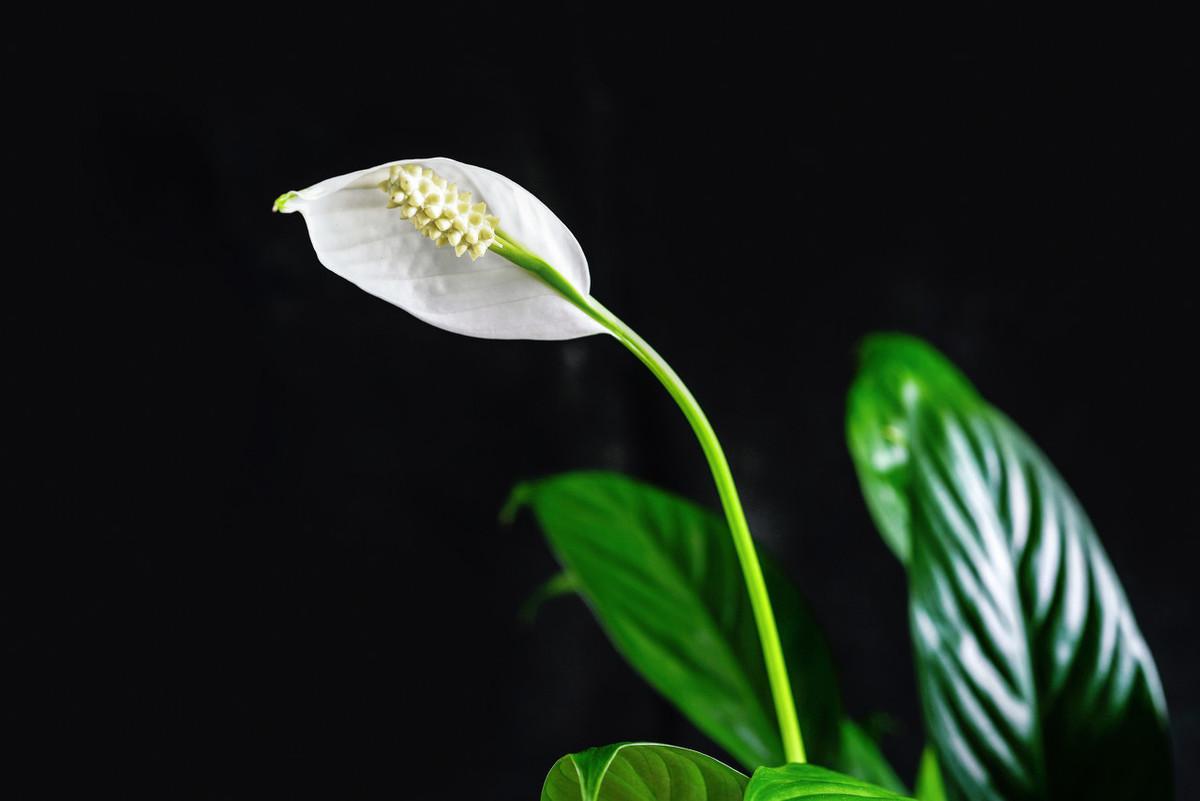 一帆风顺什么时候开花季节