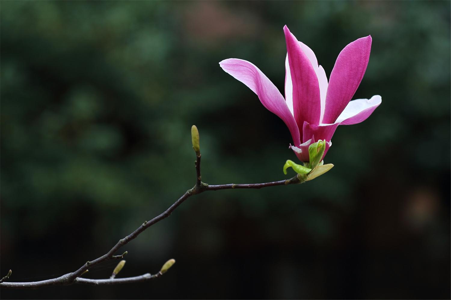 望春玉兰花语是什么